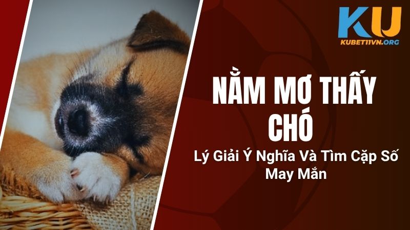 Nằm Mơ Thấy Chó - Lý Giải Ý Nghĩa Và Tìm Cặp Số May Mắn